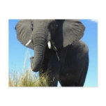 Elephants Postcard