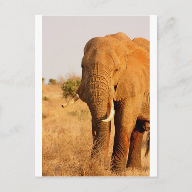 Elephants Postcard (Front)