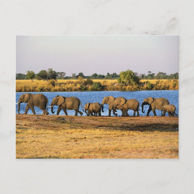 Elephants Postcard (Front)