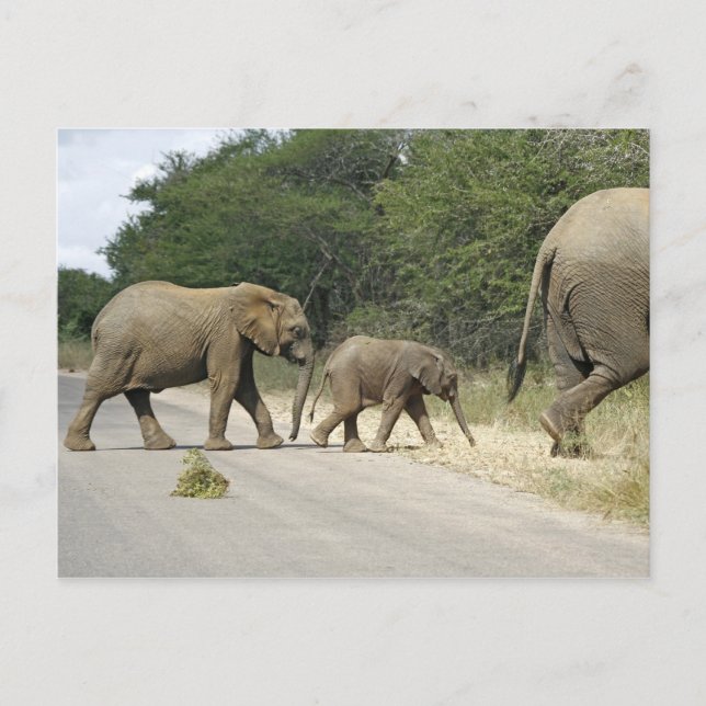 Elephants Postcard (Front)