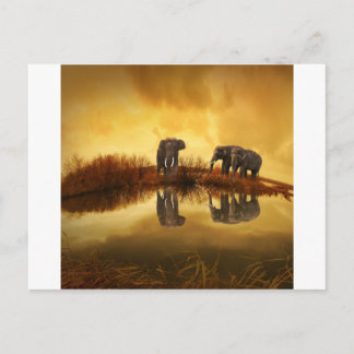 Elephants Postcard
