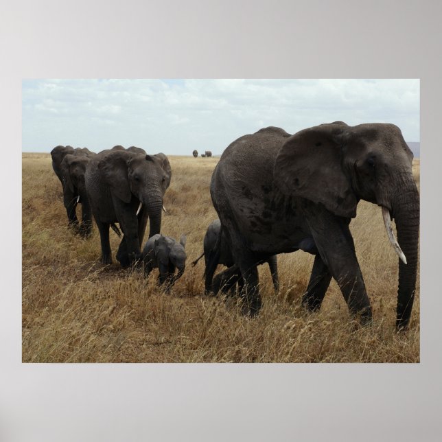 Elephants Poster (Front)