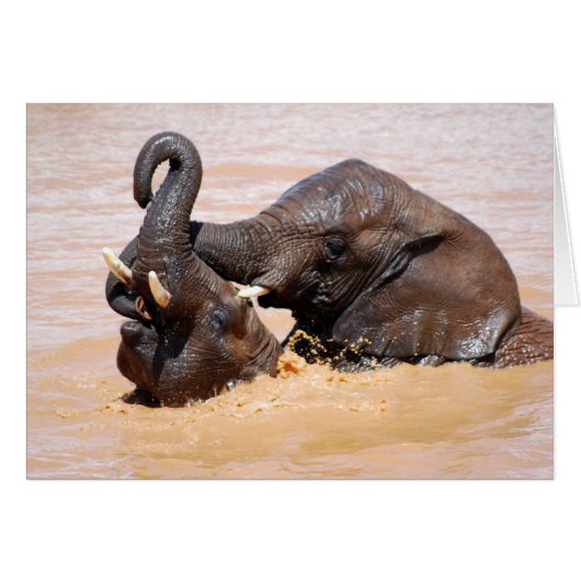 Elephants water world cards (Front Horizontal)