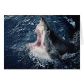 Elevated Shark mouth open (Front Horizontal)