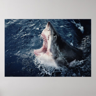 Elevated Shark mouth open Poster