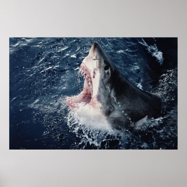 Elevated Shark mouth open Poster (Front)