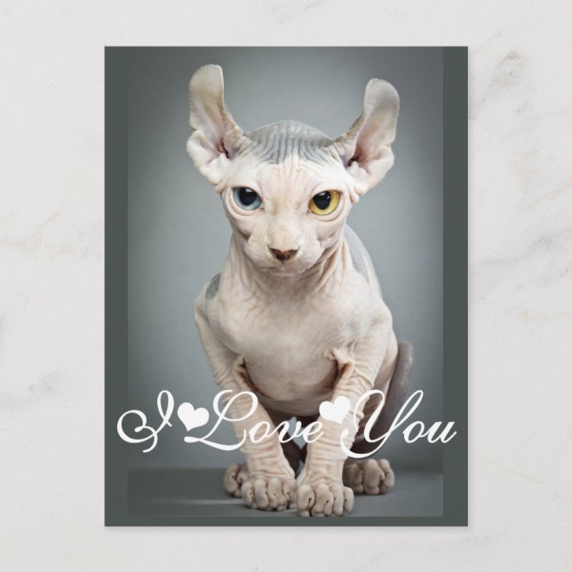 Elf Sphinx Cat Photo Image I Love You Postcard (Front)