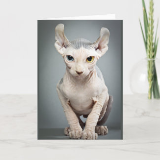 Elf Sphinx Cat Photograph Card