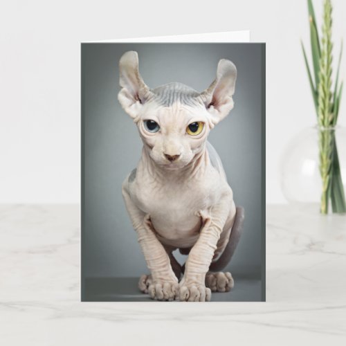 Elf Sphinx Cat Photograph Card