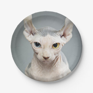 Elf Sphinx Cat Photograph Image Paper Plates
