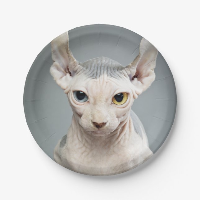 Elf Sphinx Cat Photograph Image Paper Plates (Front)