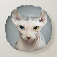 Elf Sphinx Cat Photograph Image
