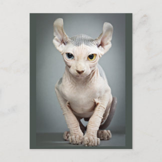 Elf Sphinx Cat Photograph Postcard
