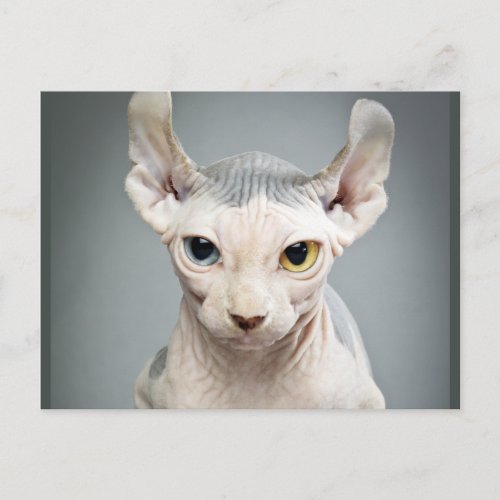 Elf Sphinx Cat Photograph Postcard