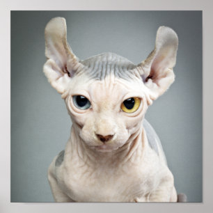 Elf Sphinx Cat Photograph Poster