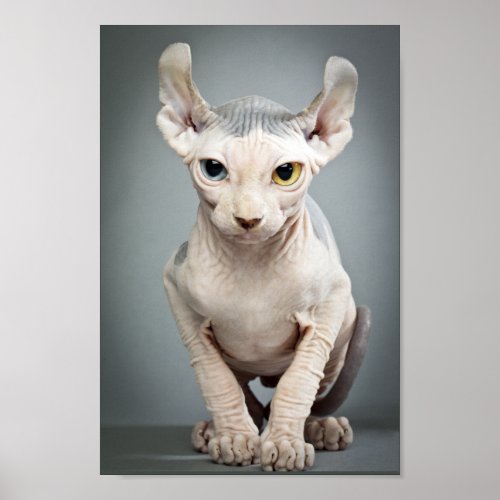 Elf Sphinx Cat Photograph Poster