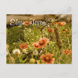 Elgin Texas Wildflower Postcard