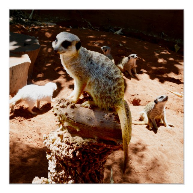Eliza Queen Of The Meerkats, Poster (Front)
