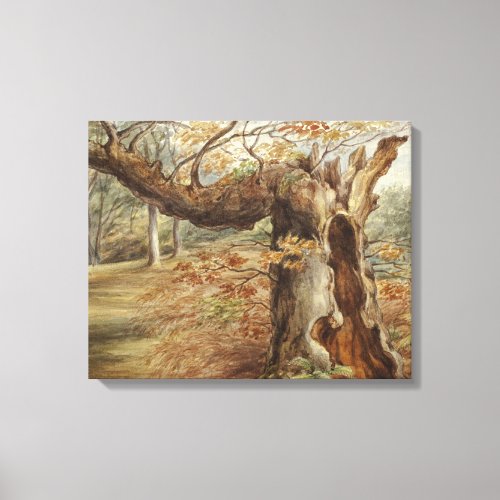 Elizabeth Murray _ Rotting Tree Canvas Print