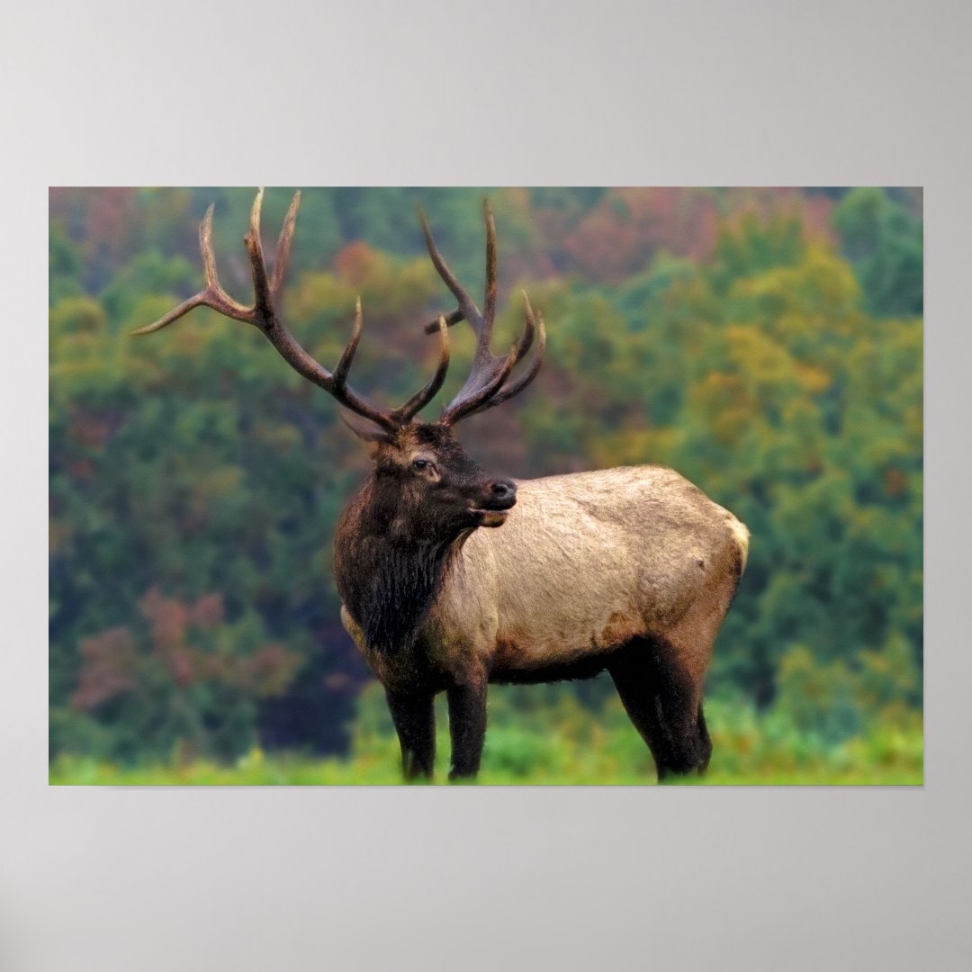 Elk 19x13 Poster | Zazzle