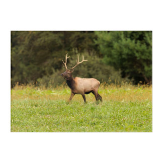 Elk Acrylic Art