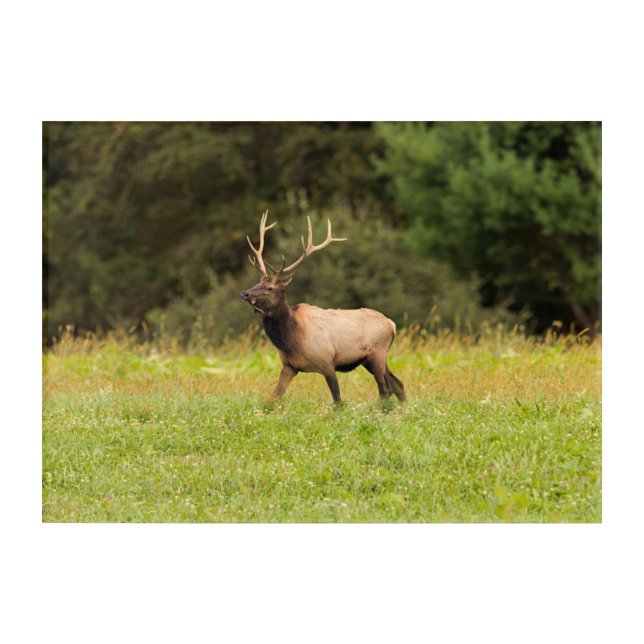 Elk Acrylic Art (Front)