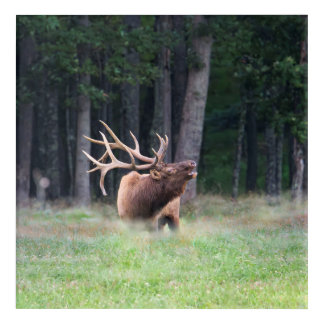 Elk Acrylic Art