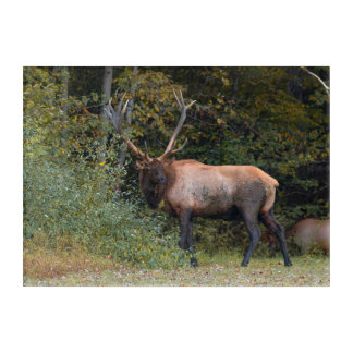 Elk Acrylic Art