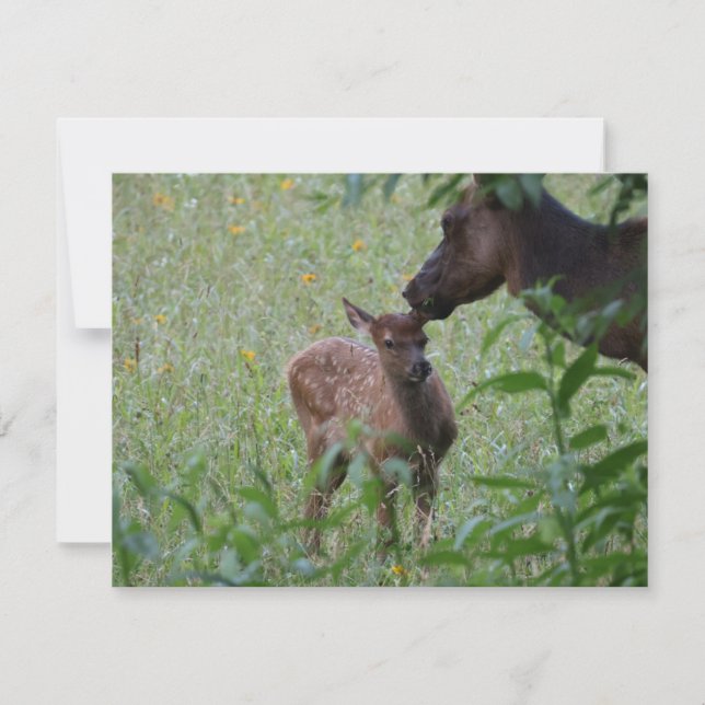 Elk and Calf – Great Smoky Mountains Wildlife Note Card (Front)