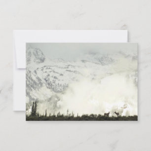 Elk at Grand Teton National Park Photography