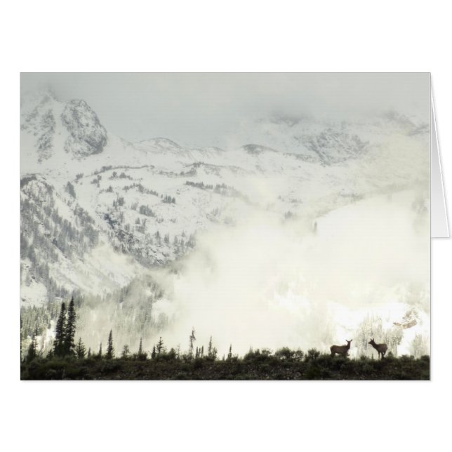 Elk at Grand Teton National Park Photography Card (Front Horizontal)