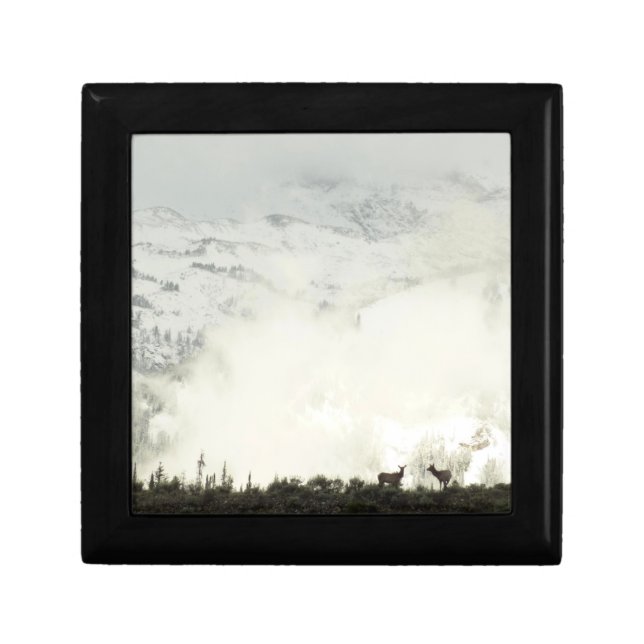 Elk at Grand Teton National Park Photography Gift Box (Front)