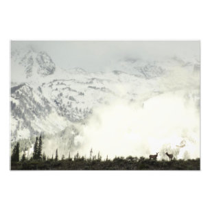 Elk at Grand Teton National Park Photography Photo Print