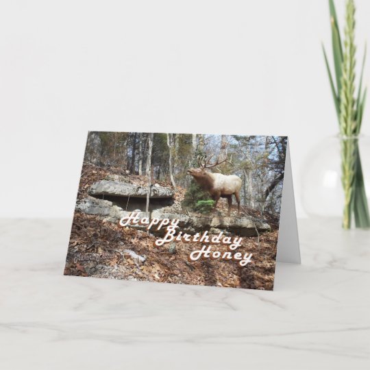 Elk Birthday card | Zazzle.com