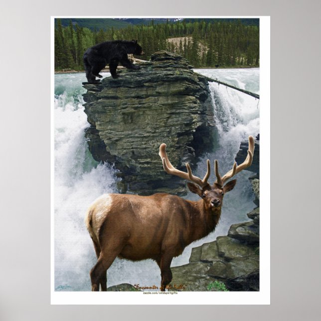 Elk & Black Bears Wildlife Art Poster (Front)