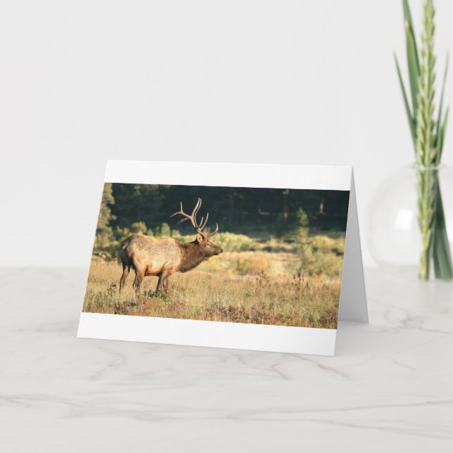 Elk Buck Card (Front)