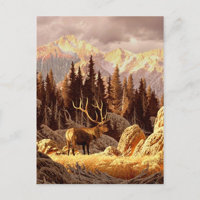 Elk Bull Postcard (Front)