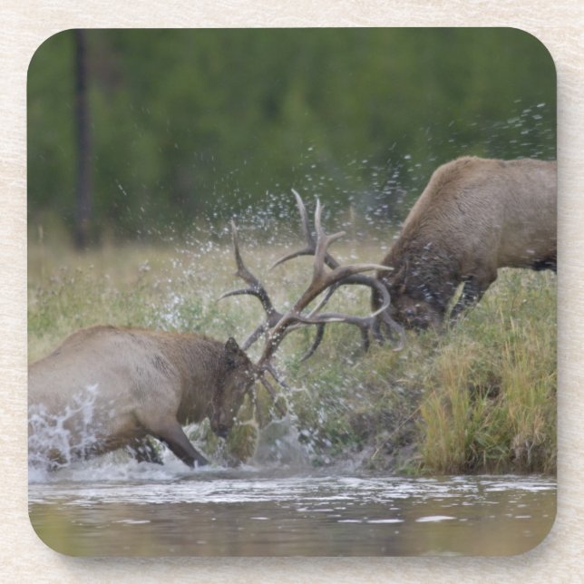 Elk Bulls fighting, Yellowstone NP, Wyoming Beverage Coaster (Front)