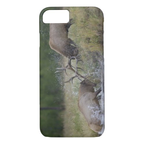 Elk Bulls fighting Yellowstone NP Wyoming iPhone 87 Case