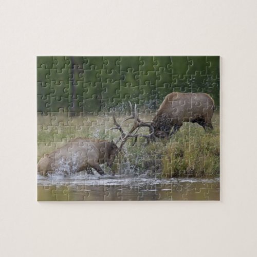 Elk Bulls fighting Yellowstone NP Wyoming Jigsaw Puzzle