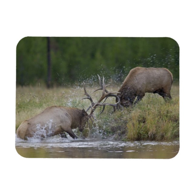 Elk Bulls fighting, Yellowstone NP, Wyoming Magnet (Horizontal)