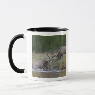 Elk Bulls fighting, Yellowstone NP, Wyoming Mug