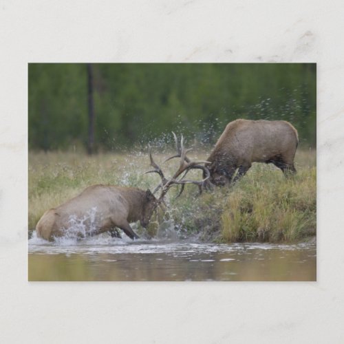 Elk Bulls fighting Yellowstone NP Wyoming Postcard