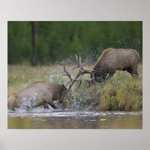 Elk Bulls fighting Yellowstone NP Wyoming Poster