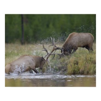 Elk Bulls fighting, Yellowstone NP, Wyoming Print