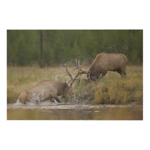 Elk Bulls fighting Yellowstone NP Wyoming Wood Wall Art