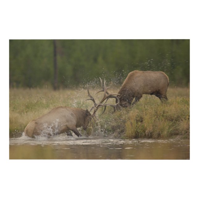 Elk Bulls fighting, Yellowstone NP, Wyoming Wood Wall Art (Front)
