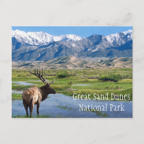 Elk by Creek Great Sand Dunes NP Postcard