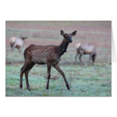 Elk Calf (Front Horizontal)