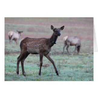 Elk Calf Cards